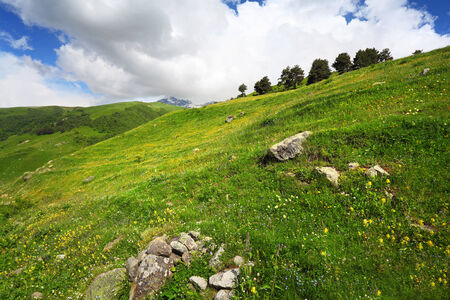 mountain flowers on green hill in sunny dayの写真素材