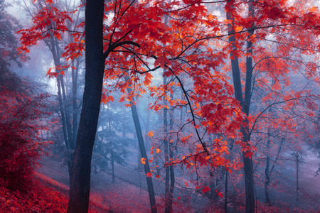 trees with red leaves in blue mist at autumn parkの写真素材