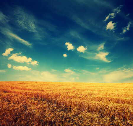 wheat field and clouds on sky, summer landscape with retro colorsの写真素材