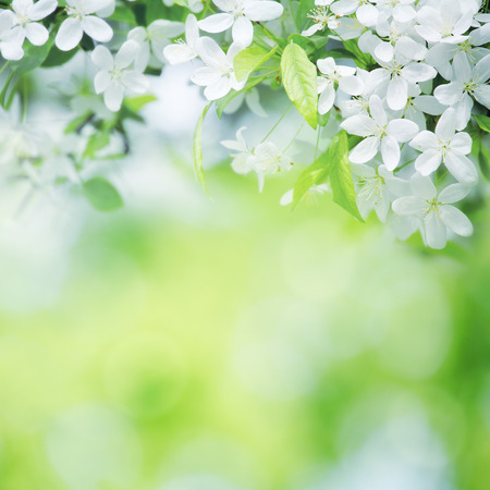 cherry flowers in sunny day on green blurred background with selective focus