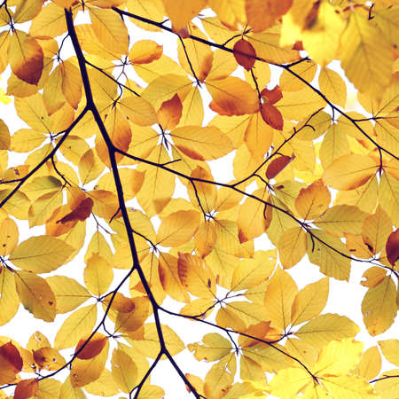 abstract autumn leaves background in sunny dayの写真素材