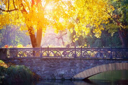 Autumn tree near the bridge in park. Sunlight between the yellow leavesの写真素材