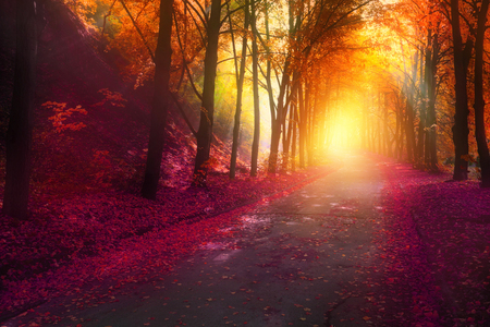 fantasy scene in autumn park with sun rays and colorful leaves on roadの写真素材