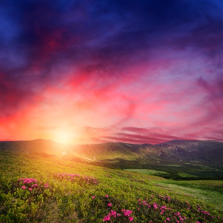 Amazing mountain sunset with rhododendron flowers in green grass. Carpathian landscape in spring seasonの写真素材