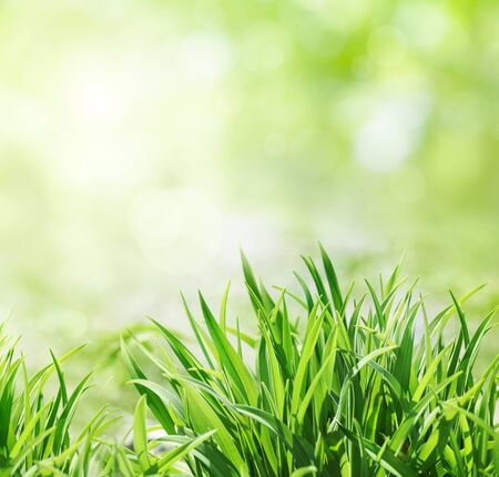 Fresh green grass in sunny day. Blurred bokeh on backgroundの写真素材
