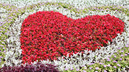 Heart on flower bedの写真素材