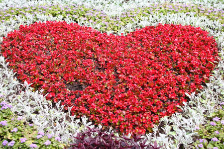 Red heart on flower bed.の写真素材