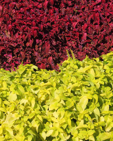 Yellow and bordeaux plants の写真素材