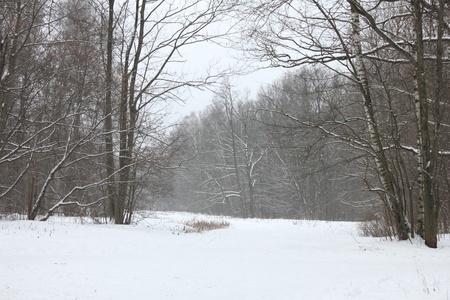Winter forest landscape の写真素材