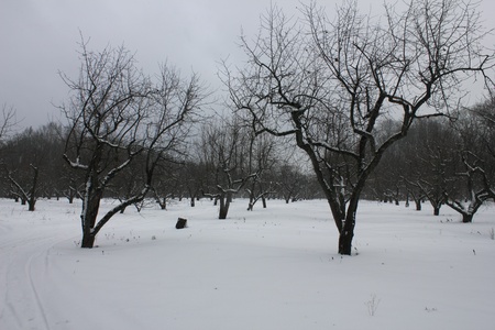 Winter apple garden under snow の写真素材