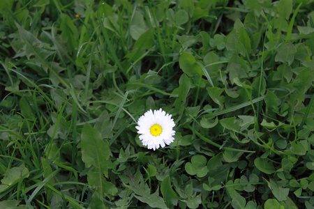 Single white flower in green grassの写真素材