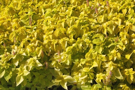 Yellow plants backgroundの写真素材