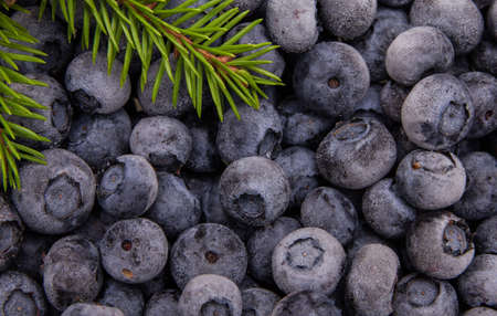 icy blueberry background macro shot with brunch of xmass treeの写真素材