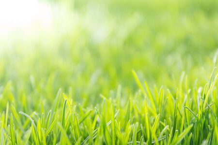 Fresh spring background, soft focus photo of fresh uncut green grass and sun light in early morningの写真素材