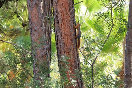 Red squirrel on pine in summer green forestの写真素材