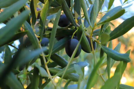 Olives on a tree, growing fruits, backgroundの写真素材
