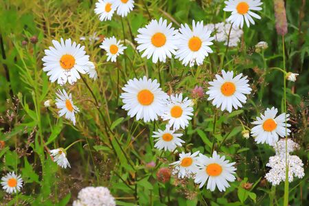 Chamomile field with green grass in summer in Russiaの写真素材