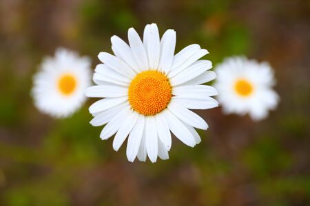 Three daisies in a field close-up on a blurred background of grass and soilの写真素材