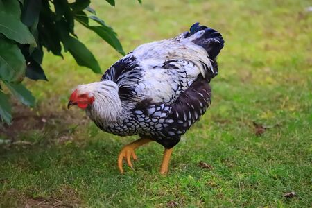 Motley black-and-white chicken walks around the yard, close-upの写真素材
