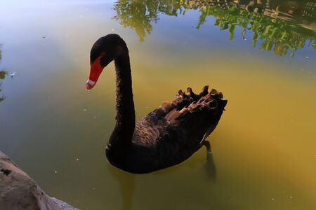 Black swan swims in the water in the parkの写真素材