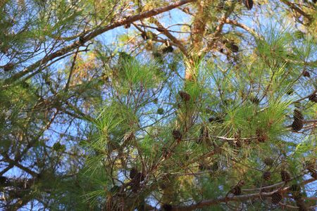 Needles, branches and pine cones, blue sky, backgroundの写真素材
