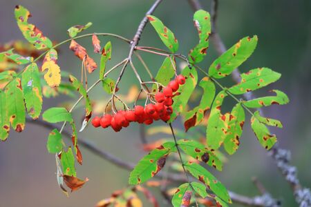 Bright red berries of ash on tree branches in the autumn forestの写真素材