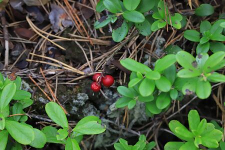 Three berries cranberries on a bush in the autumn forestの写真素材