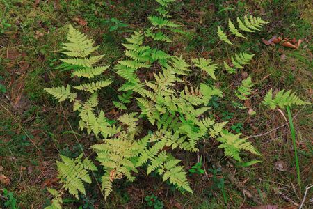 Fern bush in the autumn forest, backgroundの写真素材