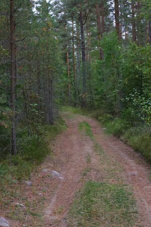 Forest road of natural origin, track between trees, uncoated, not equippedの写真素材
