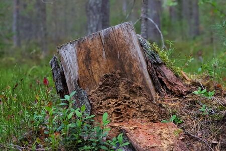 A rotten stump close-up in the autumn forestの写真素材