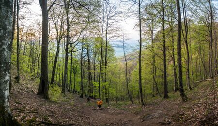 Panorama of the spring forest with young green leaves, a man in orange clothes descends along the trail, a rock is visible through the trees.の写真素材