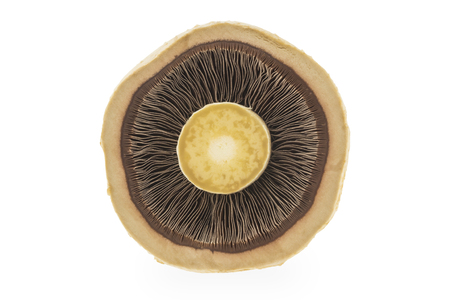 Slice mushroomの写真素材