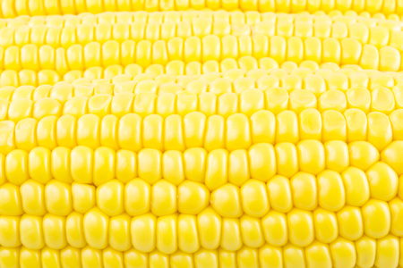 Corn cob closeupの写真素材