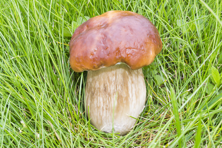 White fungusの写真素材
