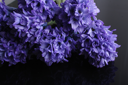 hyacinth blue flowers on a black backgroundの写真素材