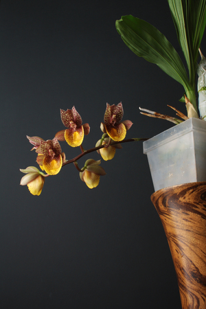 orchid flower Catasetum Chuck Taylorの写真素材