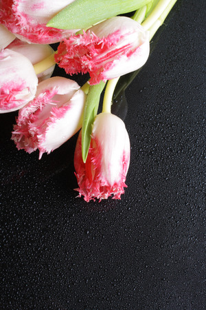 tulip pink flowers on a black backgroundの写真素材