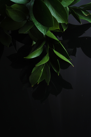 green leaves on a black backgroundの写真素材