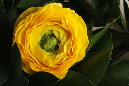 ranunculus yellow flowers background