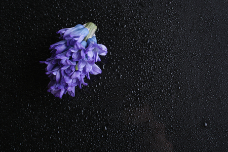 hyacinth blue flowers on a black backgroundの写真素材
