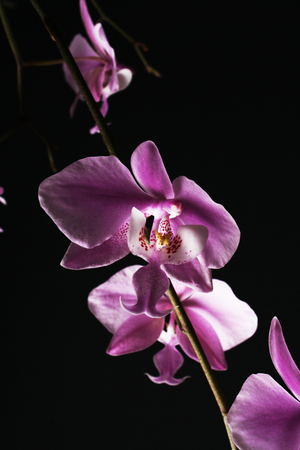 phalaenopsis schilleriana pink orchid on a dark backgroundの写真素材