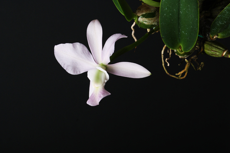 Cattleya walkeriana coerulea orchid on a dark backgroundの写真素材