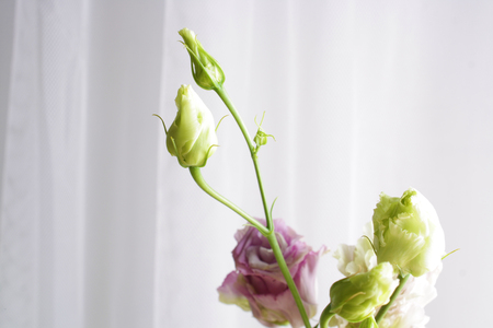 background flowers rose bud abstractionの写真素材