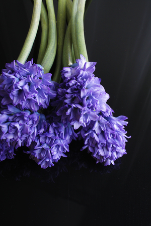 hyacinth blue flowers on a black backgroundの写真素材