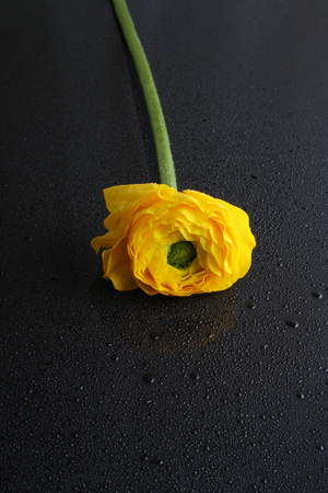 yellow ranunculus flowers on black backgroundの写真素材