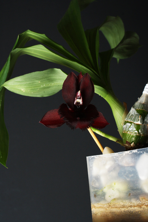 Catasetum hybrid orchid on a dark backgroundの写真素材