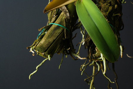 abstract natural background leaves, rootsの写真素材