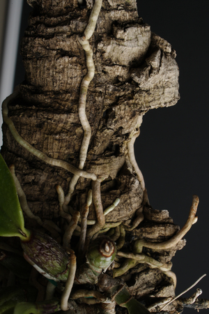 bark branches dark abstraction black backgroundの写真素材