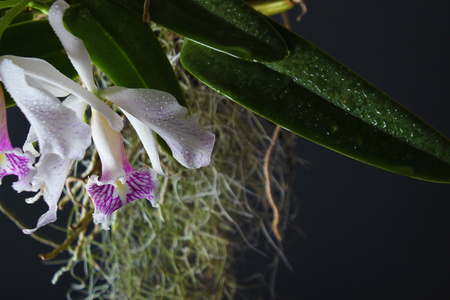 orchid white red on a dark backgroundの写真素材