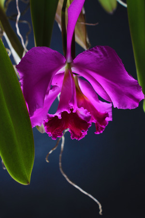 pink purple orchid flower on dark backgroundの写真素材